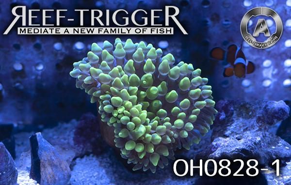沖縄産ハンドコート タマイタダキ サンゴ イソギンチャク グリーン Msサイズ Reef Trigger