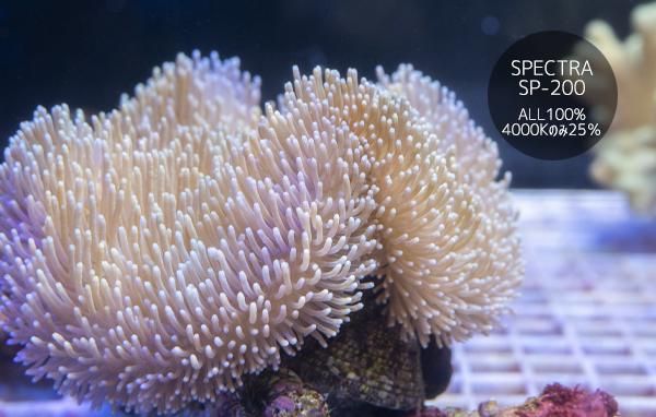 沖縄産オオウミキノコ MLサイズ - REEF-TRIGGER