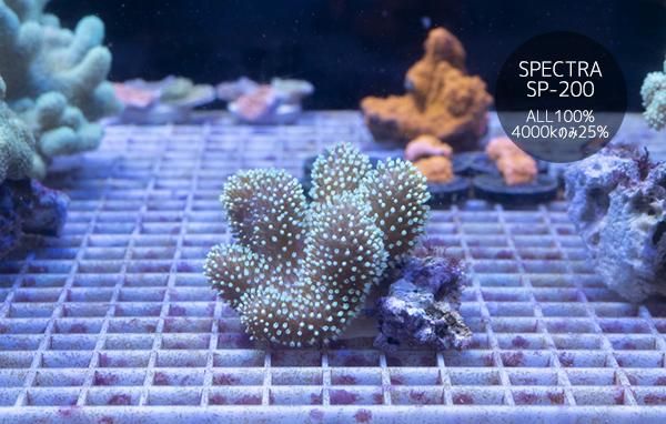 サンゴ礁 サンゴ入荷してます！！ | 名古屋のペットショップRemix【リミックス