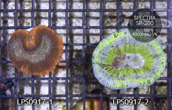 値下げ！オーストラリア産　オオバナサンゴ 値下げ！オーストラリア産 オオバナサンゴ AUS産オオバナサンゴ