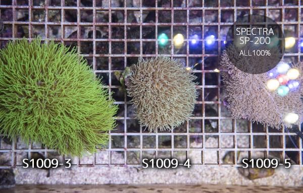 大人気スターポリプ商品アップ完了！ | 生麦海水魚センター