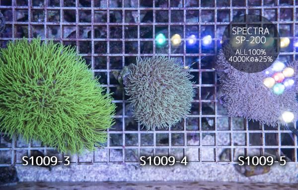 沖縄産スターポリプ ライトグリーン Sサイズ - REEF-TRIGGER
