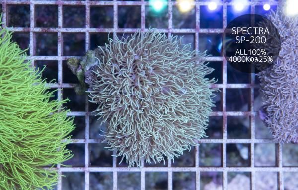 沖縄産極美スターポリプの芽(ロングポリプ)