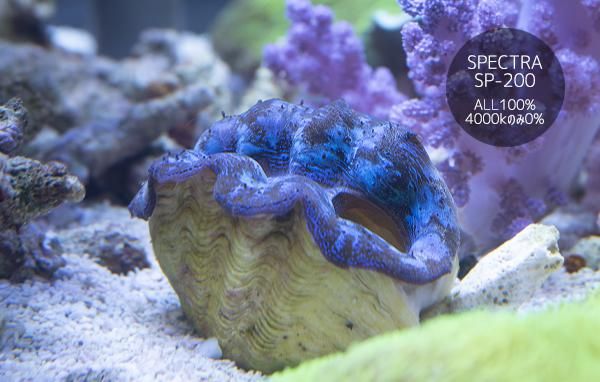 沖縄産ヒメジャコガイ メタリックブルー Mサイズ Reef Trigger