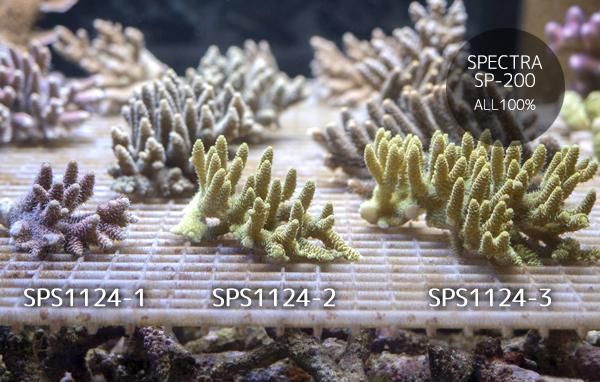 GoldenMarindo ハイマツミドリイシ グリーン系 Lサイズ - REEF
