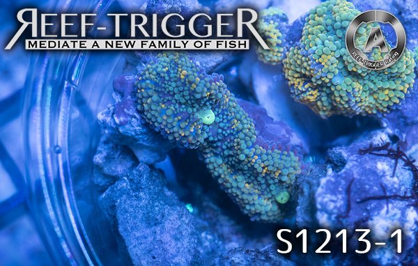 カリビアンバブルディスク Reef Trigger