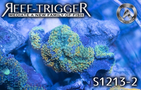 カリビアンバブルディスク Reef Trigger
