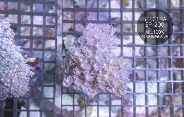 沖縄産パクパクウミアザミ Mサイズ - REEF-TRIGGER
