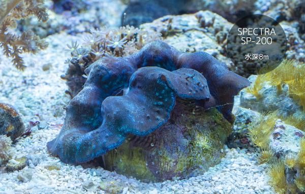 沖縄産 ヒメジャコガイ 奇形 Mサイズ Reef Trigger 沖縄産 ヒメジャコガイ 奇形 Mサイズ Reef Trigger