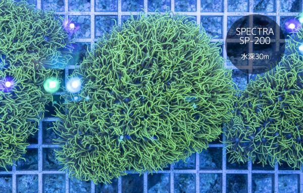 石垣/超高発色スターポリプ ロング MLサイズ - REEF-TRIGGER