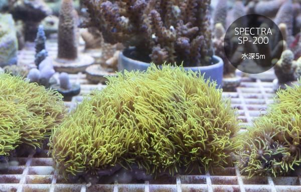 石垣/超高発色スターポリプ ロング MLサイズ - REEF-TRIGGER