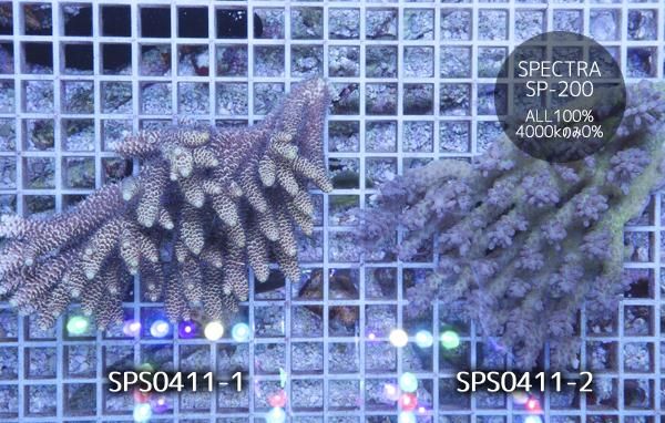 ミドリイシ ·7種類 オーストラリア産ミドリイシ各種 | コーラルラボ