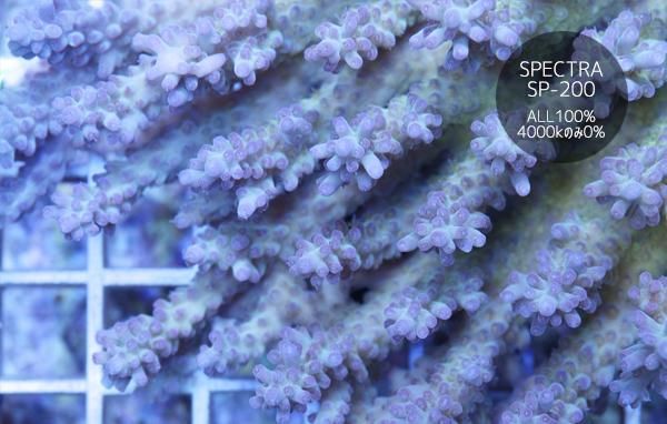 AUS/ミドリイシ ヒューゴ系 MLサイズ - REEF-TRIGGER