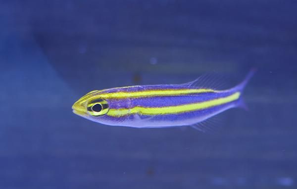 ニヒル　バナナカラー あーるページ KAWASAKI Ninja ZX-25R メタリックスパーク