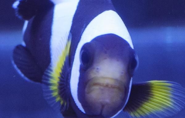 フィリピン ホワイトチップアネモネフィッシュ Mサイズ Reef Trigger
