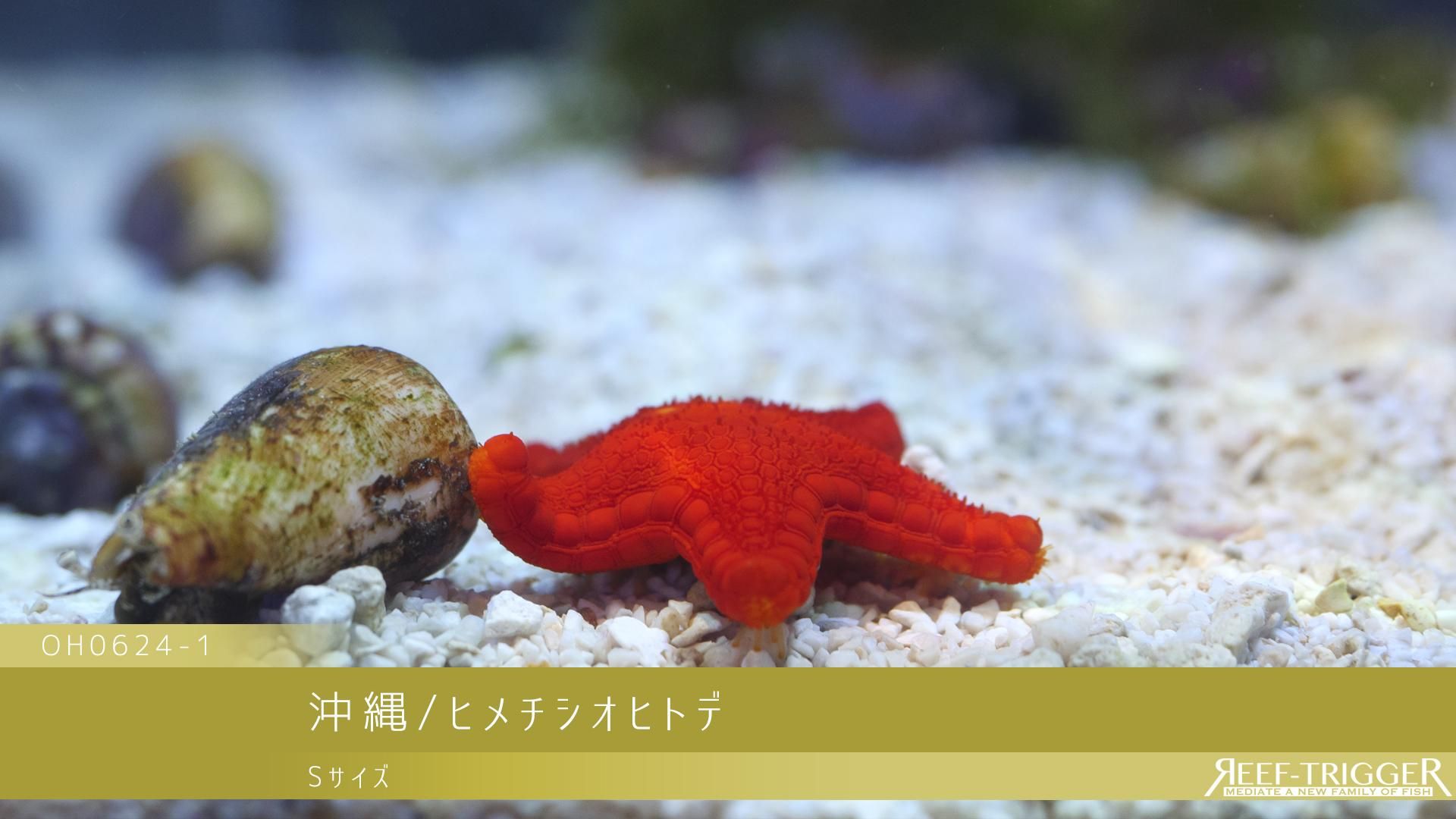 沖縄/ヒメチシオヒトデ Sサイズ - REEF-TRIGGER