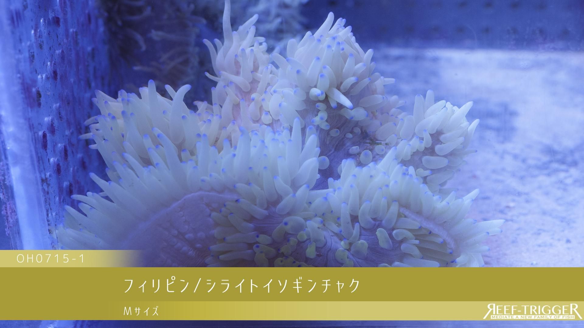 フィリピン シライトイソギンチャク Mサイズ Reef Trigger フィリピン シライトイソギンチャク Mサイズ Reef Trigger