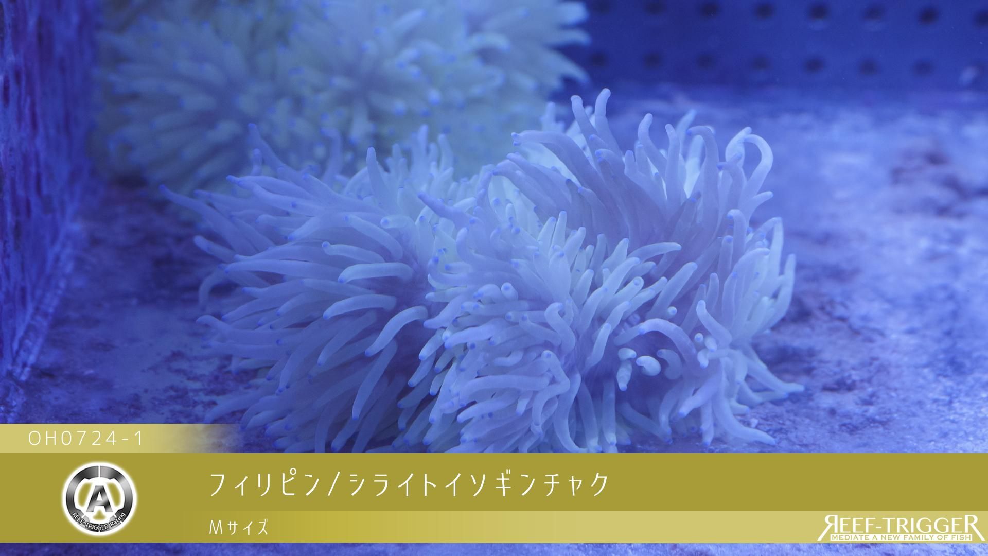 フィリピン シライトイソギンチャク Mサイズ Reef Trigger フィリピン シライトイソギンチャク Mサイズ Reef Trigger