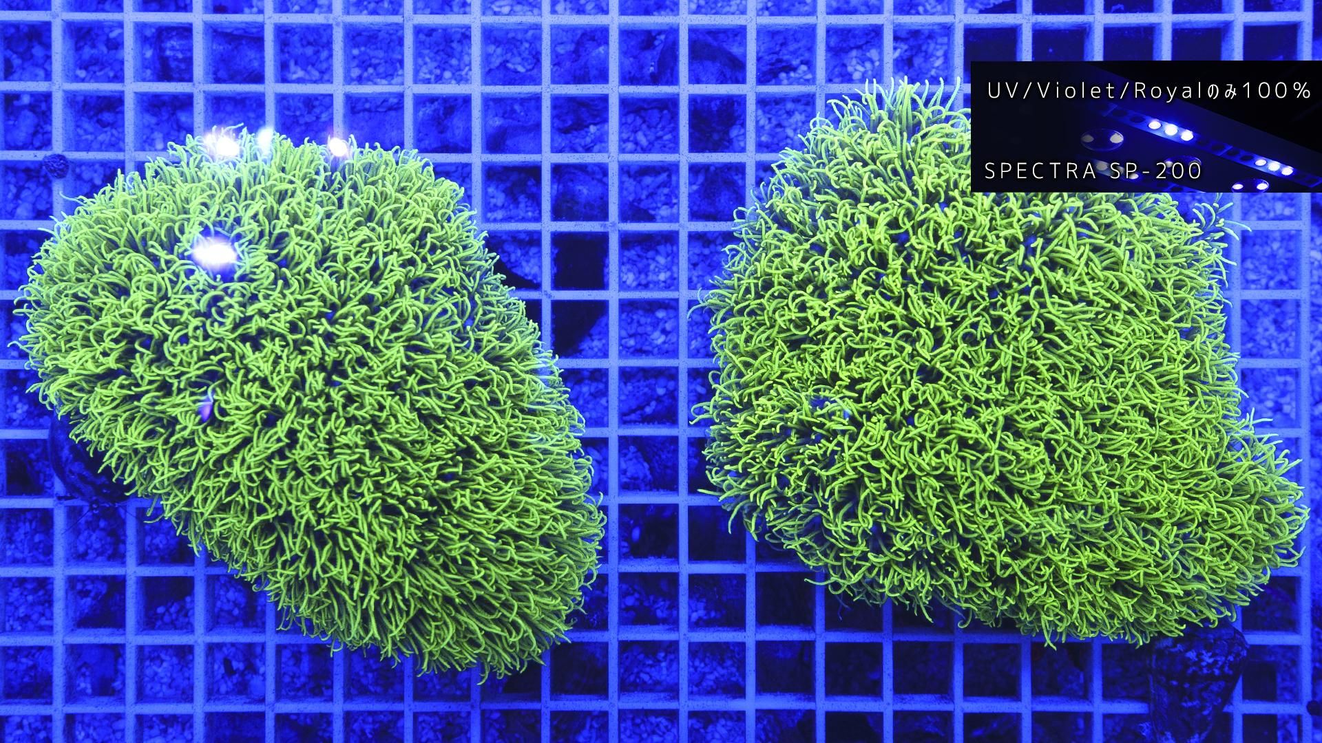 石垣/超高発色スターポリプ ロング MLサイズ - REEF-TRIGGER