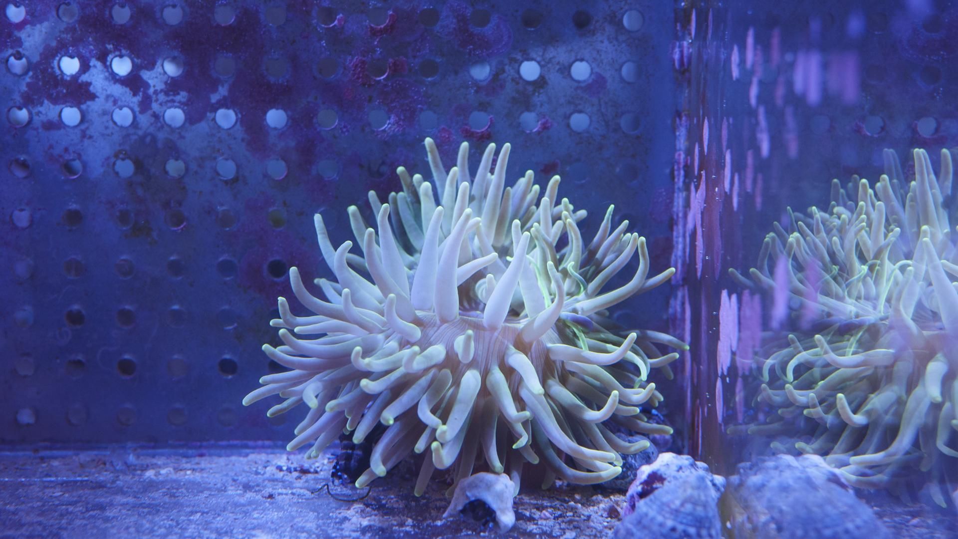 ロングテンタクルアネモネ グリーン Msサイズ Reef Trigger ロングテンタクルアネモネ グリーン Msサイズ Reef Trigger