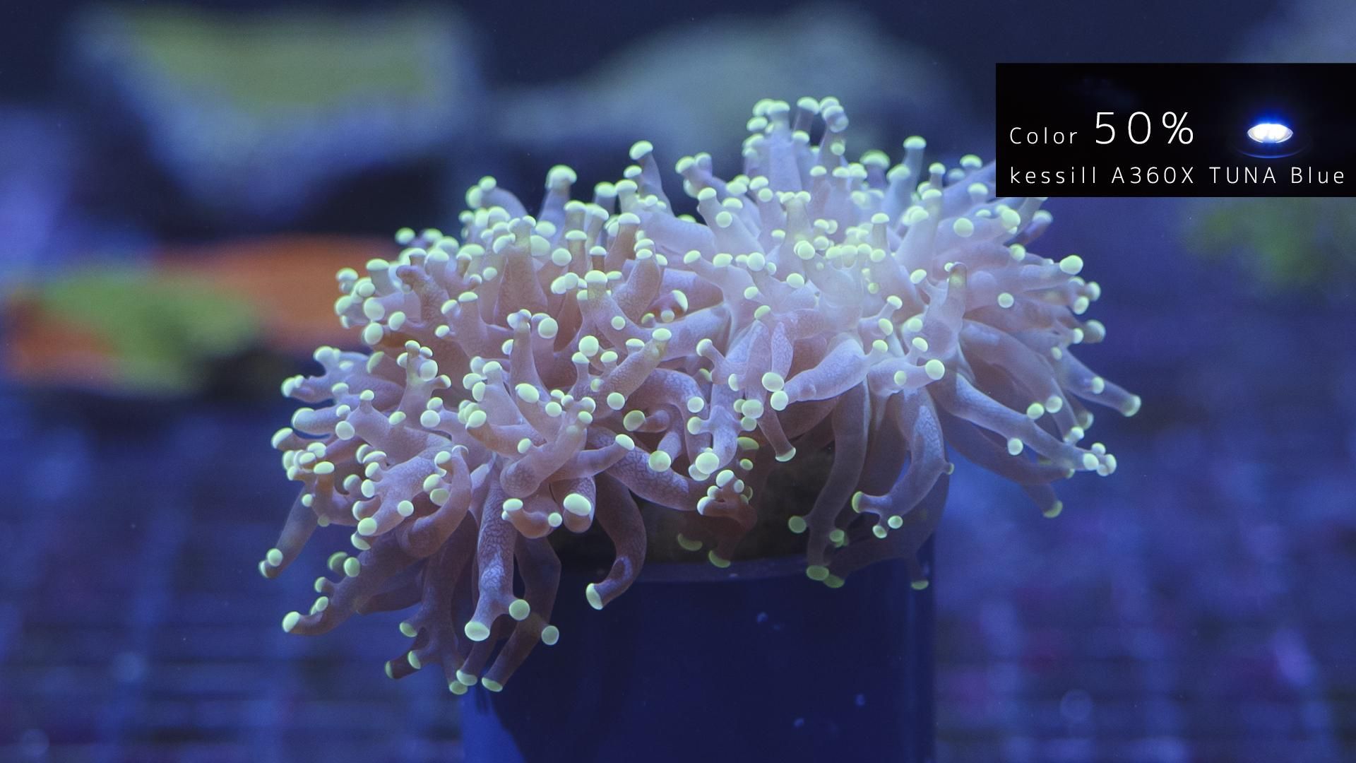 人気海外ブランドアイテム｜ファッション通販 バリ/タコアシサンゴ REEF-TRIGGER - 2枝 ブランチ 海水魚用品