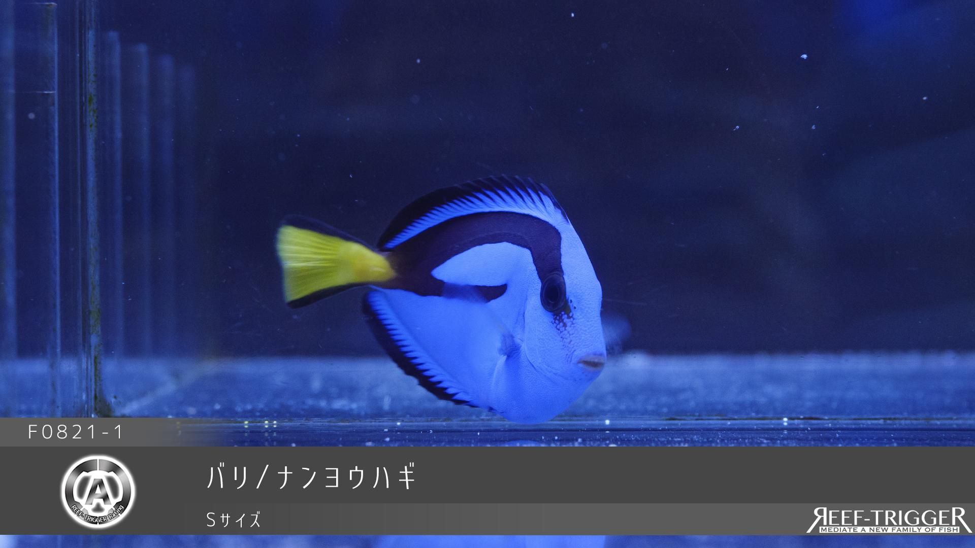 バリ ナンヨウハギ Sサイズ Reef Trigger