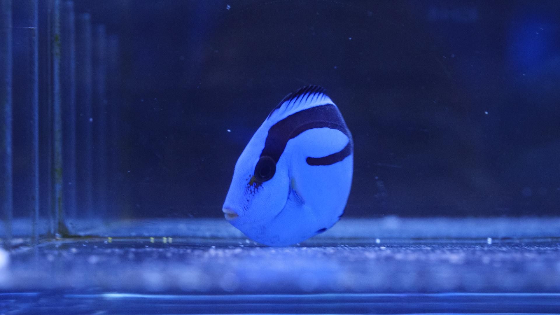 バリ ナンヨウハギ Sサイズ Reef Trigger