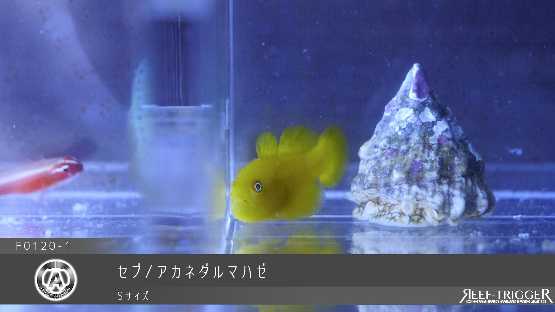 品質のいい ２匹 アケボノハゼ ８０サイズ関東送料８７３円 即決 生体 熱帯魚 海水魚 フィリピン ｍｓサイズ ６から７ｃｍ セブ 海水魚 Www Mediraf Nl