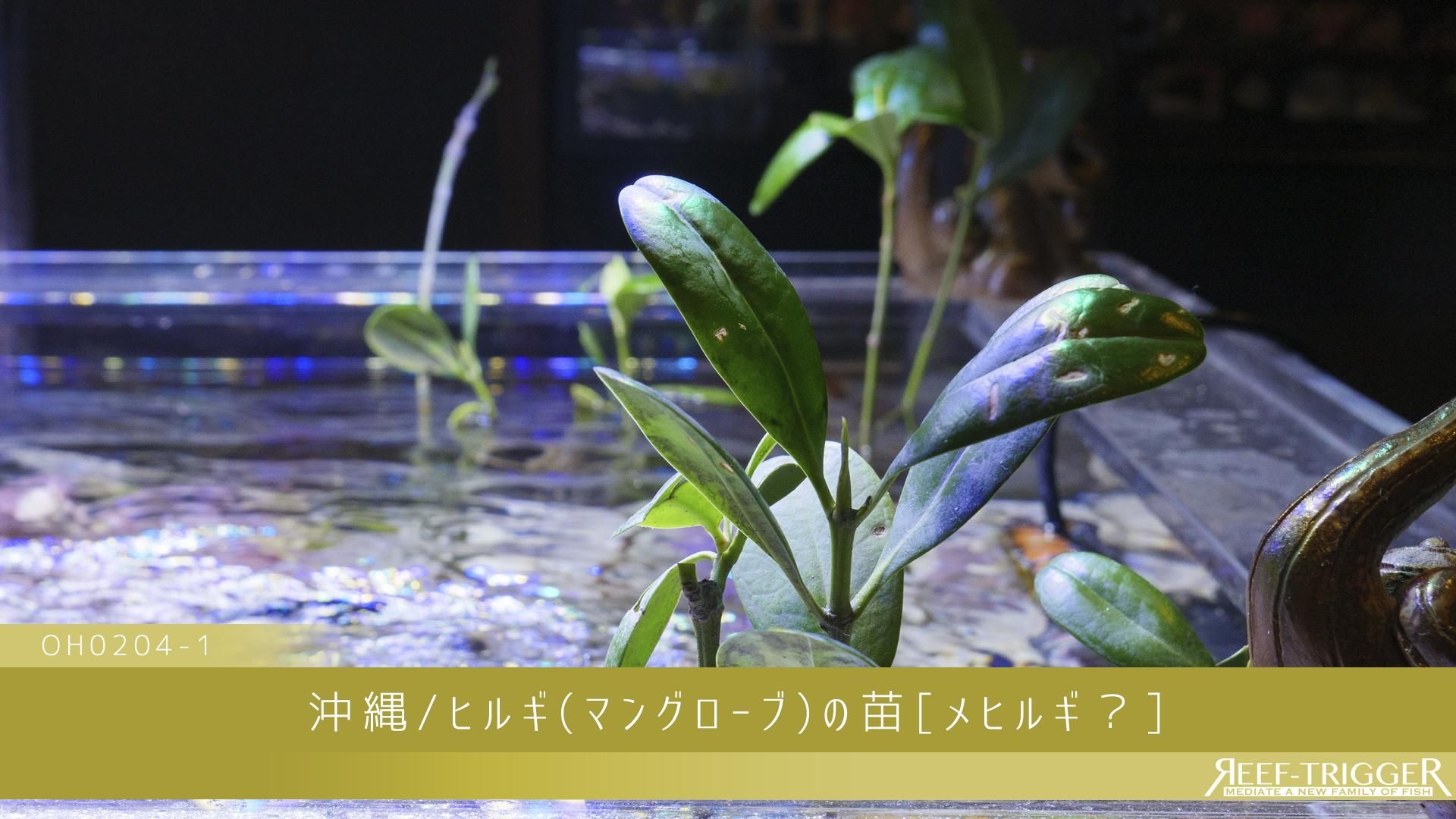沖縄/ヒルギ(マングローブ)の苗[メヒルギ？] - REEF-TRIGGER