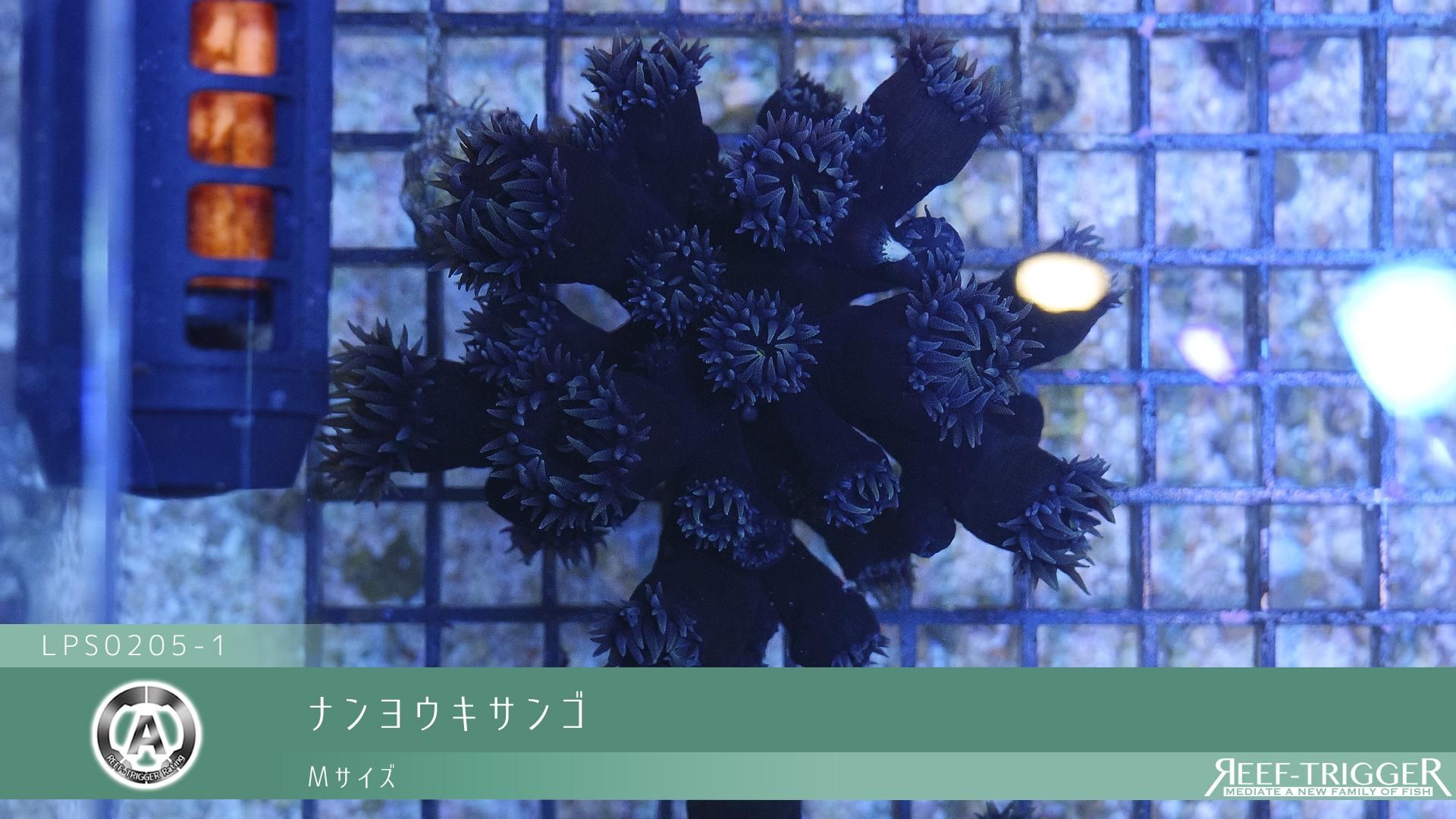 値下げ]ナンヨウキサンゴ Mサイズ - REEF-TRIGGER