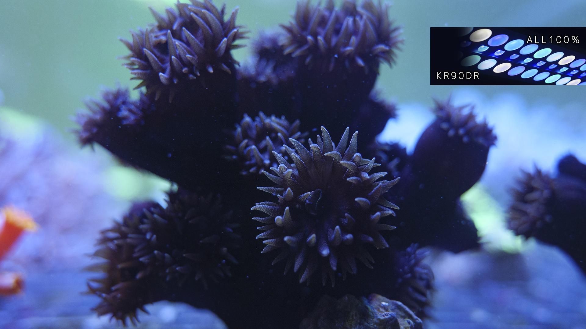 珊瑚  ナンヨウキサンゴ 値下げ]ナンヨウキサンゴ Mサイズ - REEF-TRIGGER