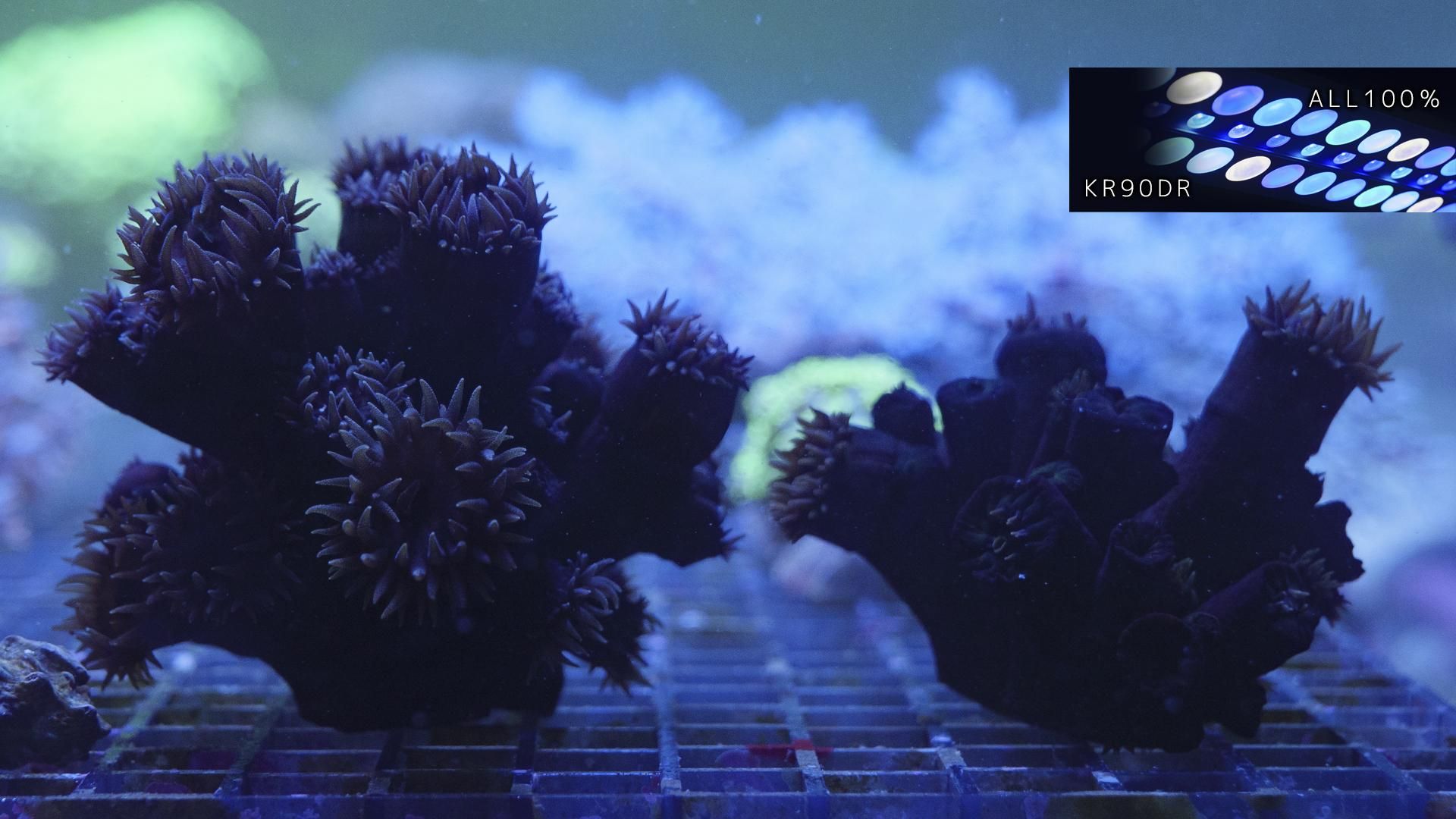 珊瑚  ナンヨウキサンゴ ナンヨウキサンゴ - 沖縄本島のダイビングで撮影した水中写真