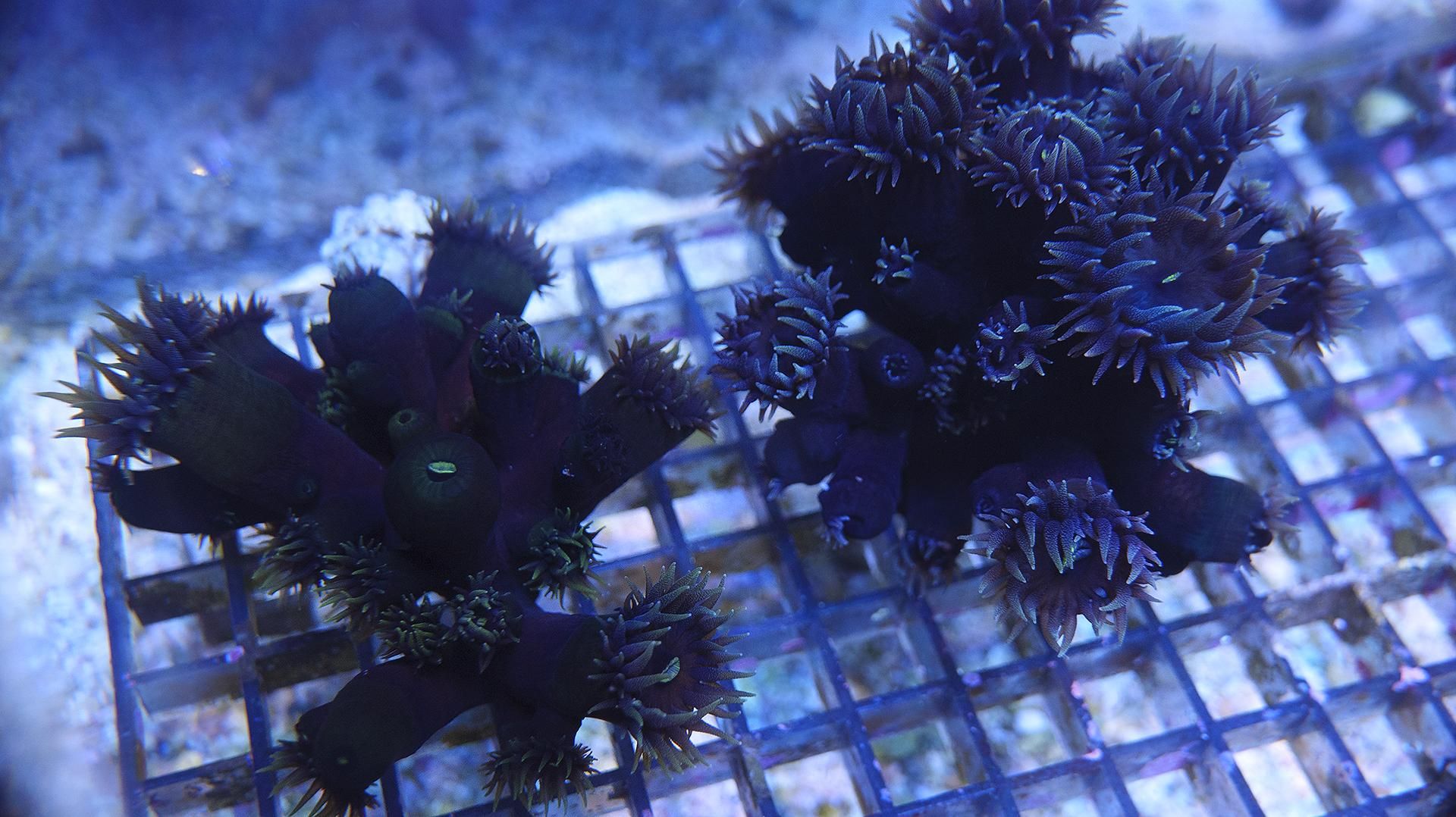 値下げ]ナンヨウキサンゴ Mサイズ - REEF-TRIGGER