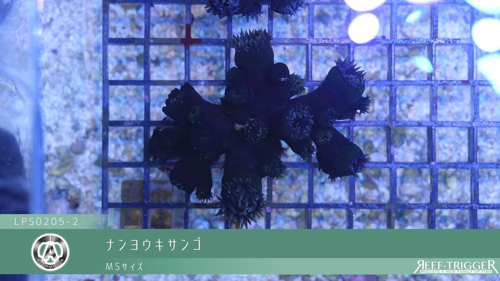 珊瑚  ナンヨウキサンゴ ナンヨウキサンゴ｜沖縄 粟国遠征 ボートダイビング - fillcolor