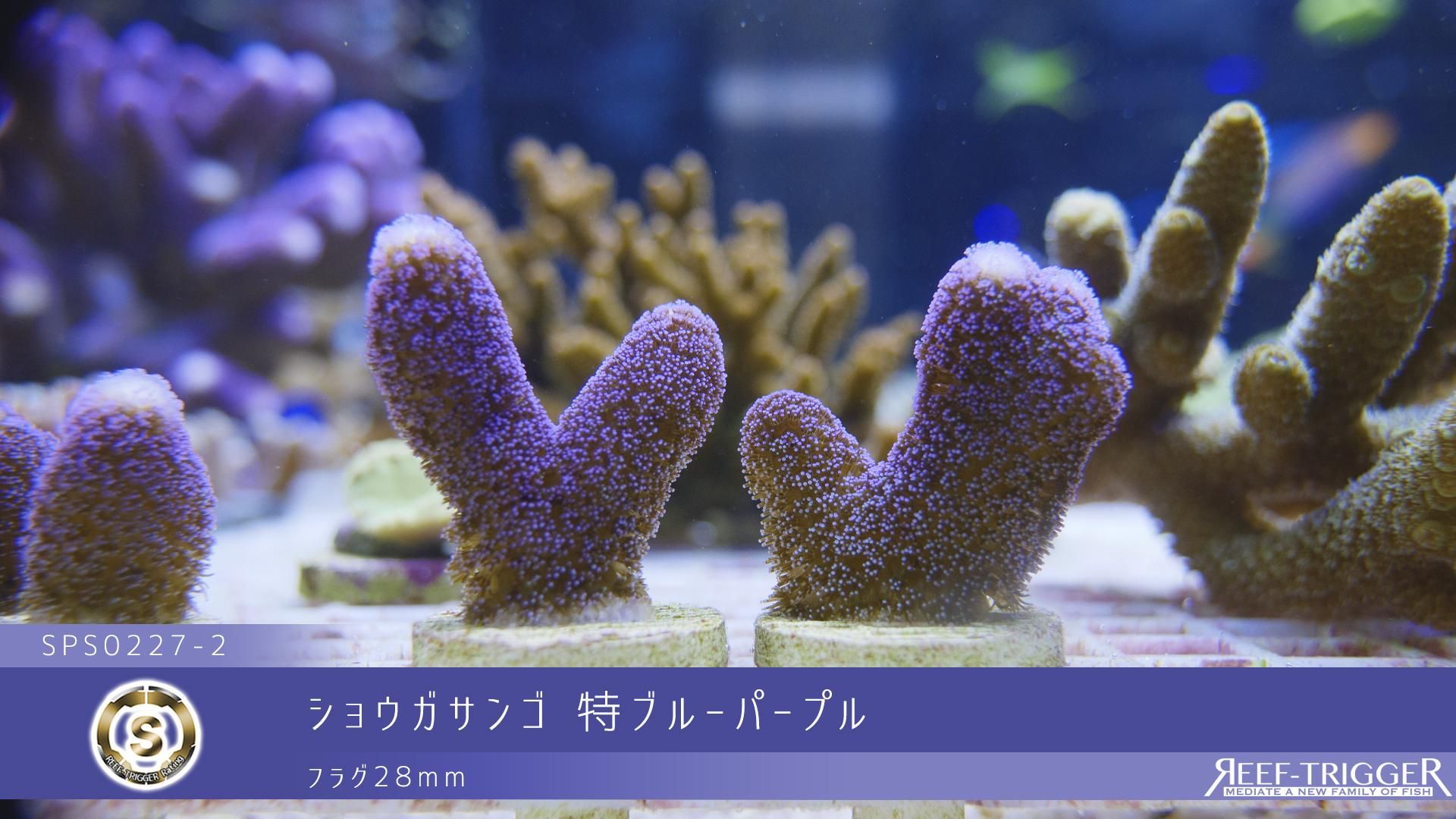 ショウガサンゴ 特ブルーパープル フラグ28mm - REEF-TRIGGER ショウガサンゴ 特ブルーパープル フラグ28mm - REEF-TRIGGER
