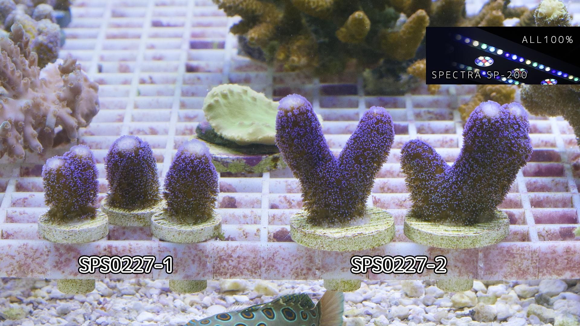 ショウガサンゴ 特ブルーパープル フラグ28mm - REEF-TRIGGER