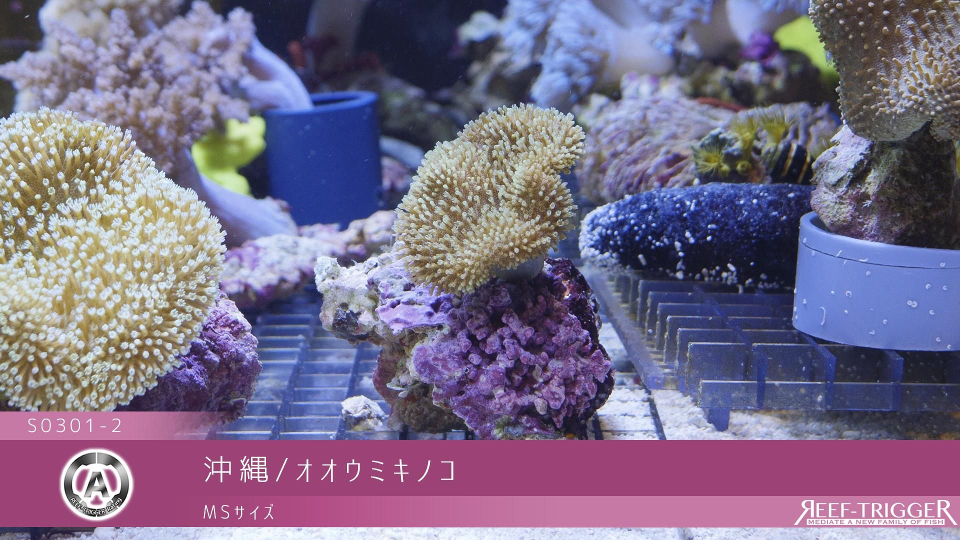 サンゴ オオウミキノコ