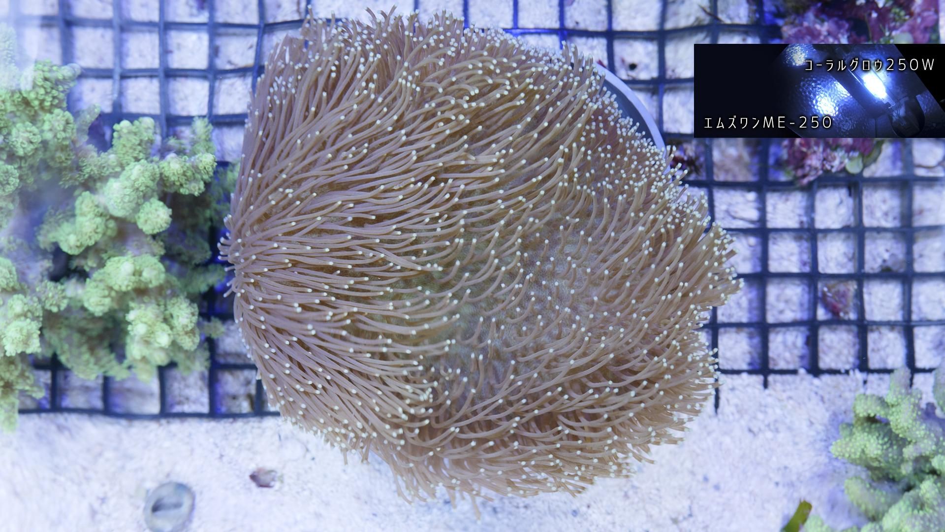 ウミキノコ個体販売 | 海水魚通販はアクアギフト