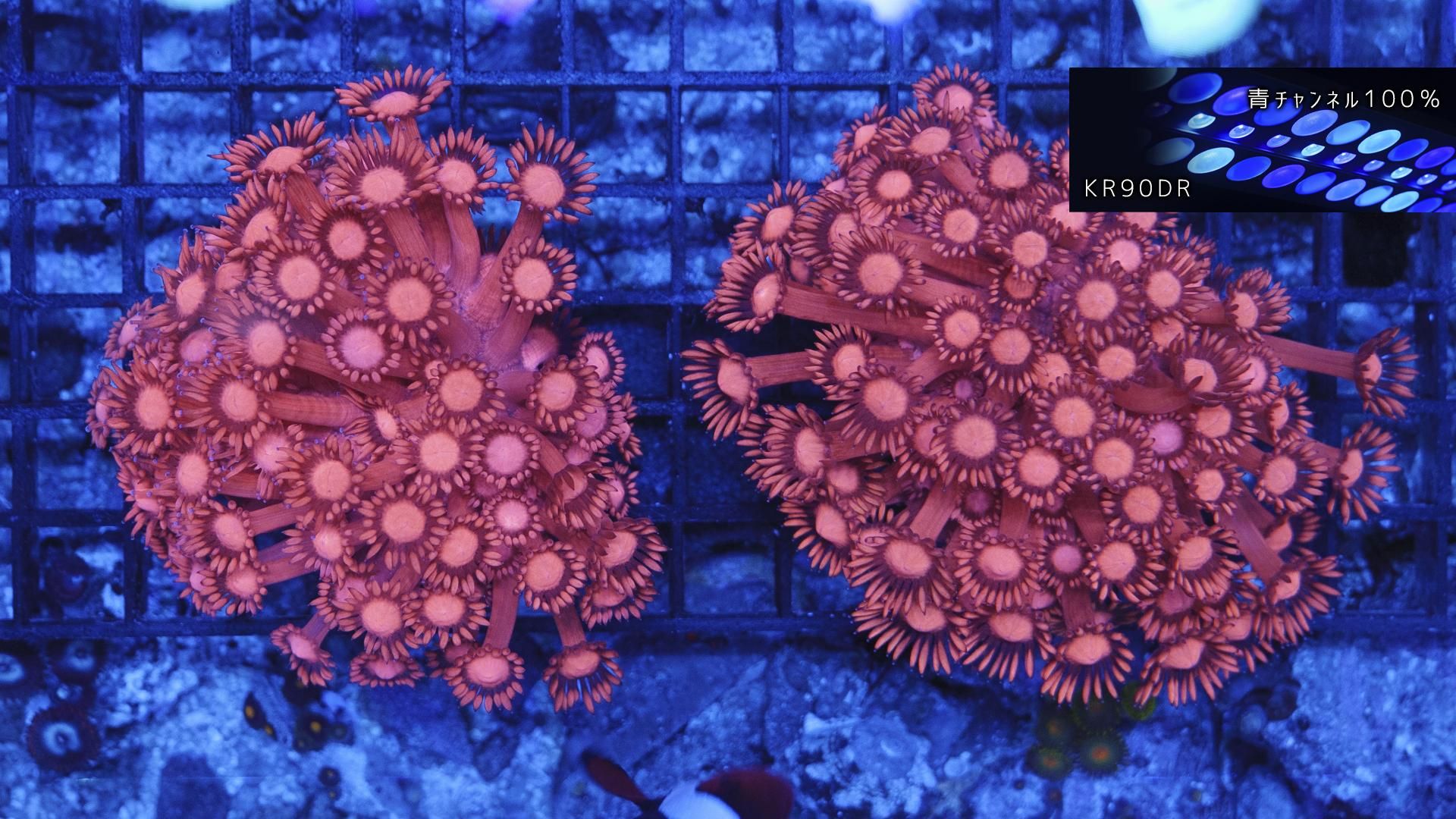 ハナガササンゴレッド 楽天市場】ハナガササンゴ ハナガササンゴ レッド 特価品