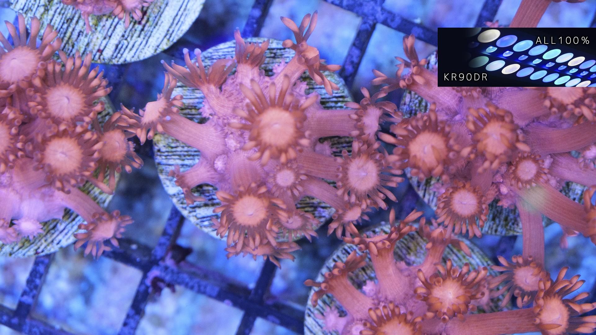 AUS/ハナガササンゴ レッド フラグ28mm - REEF-TRIGGER