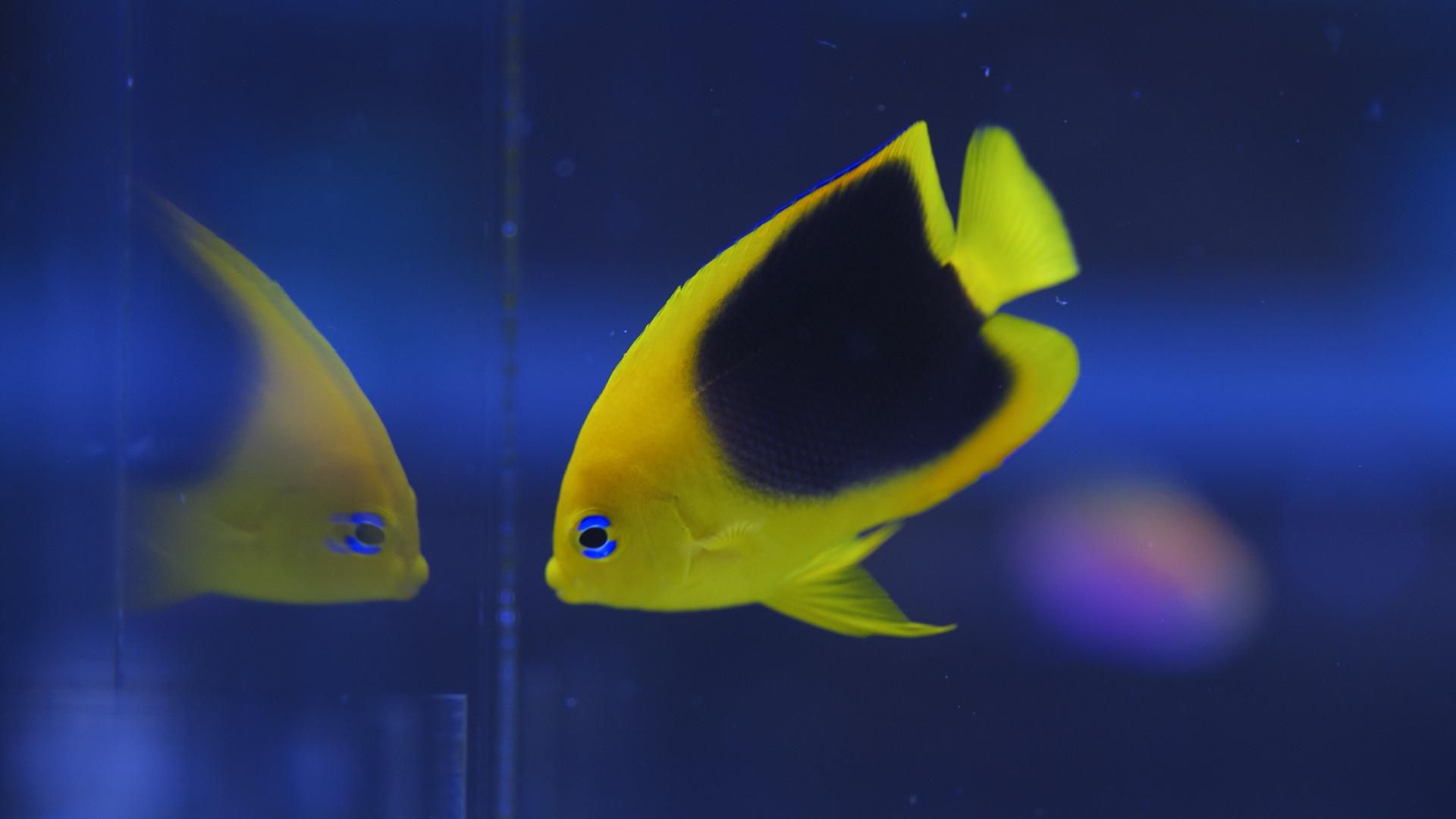 チーフ　カリブ CJRB Shale Crossbar Lock Knife | Blue/Orange G-10 + AR-RPM9