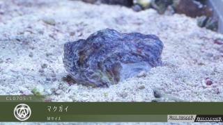 10W 東熱 ブルーライト紫外線殺菌灯(石英管あり)[当店稼働中