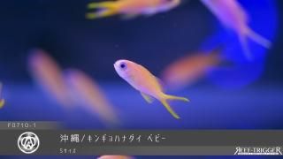 ライブロック - REEF-TRIGGER