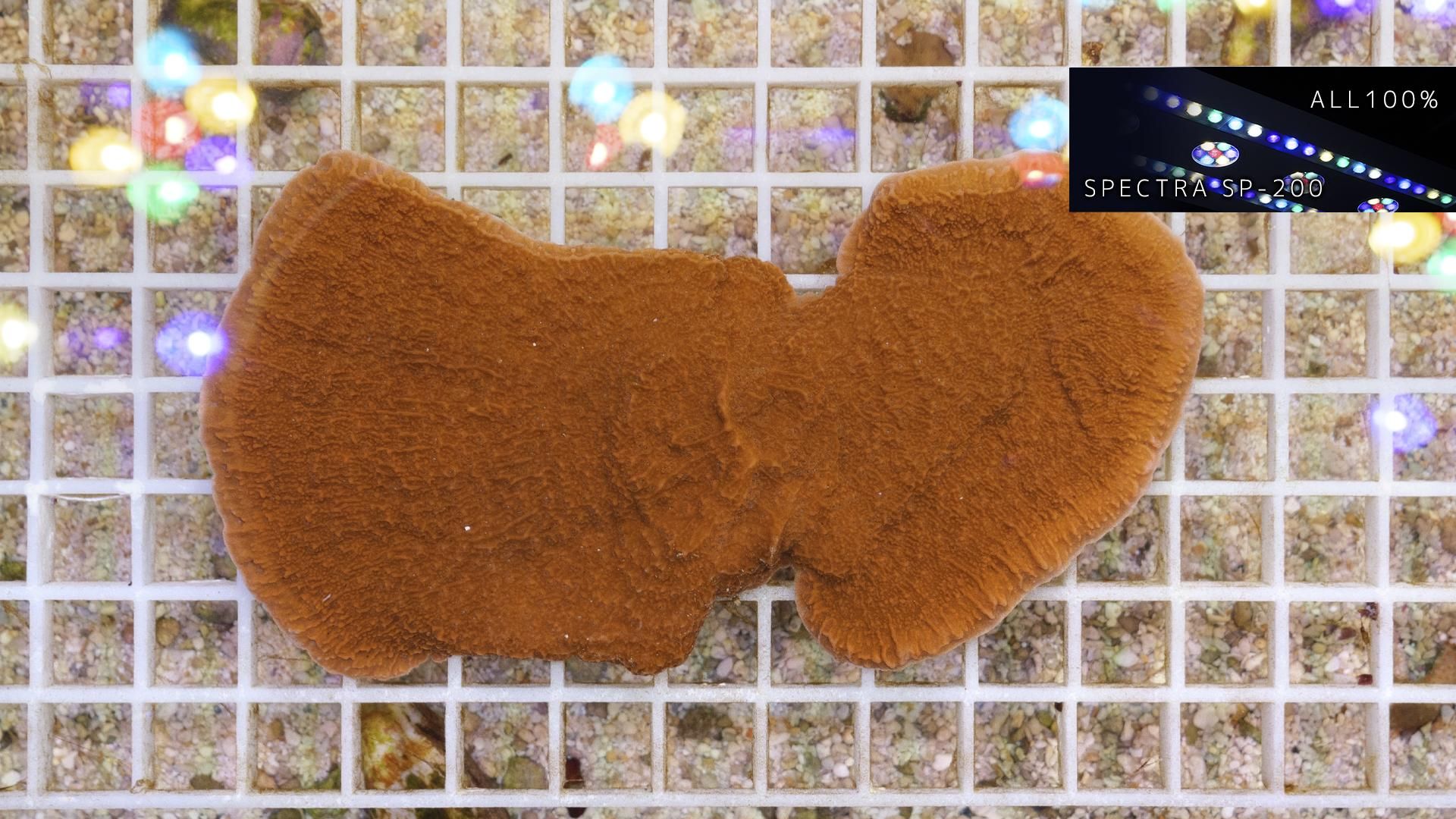 ウスコモンサンゴ グラフテッド レッド部のみ Lサイズ - REEF