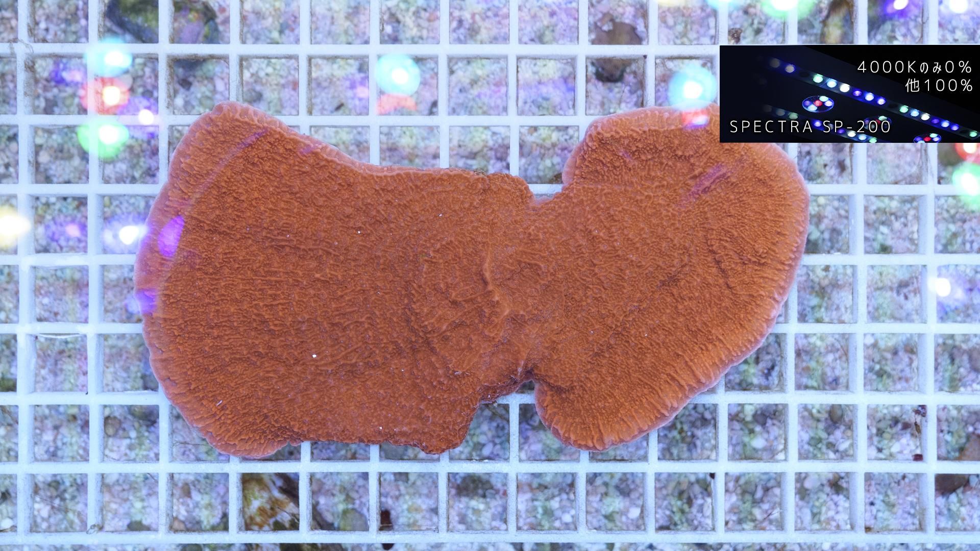 ウスコモンサンゴ グラフテッド レッド部のみ Lサイズ - REEF