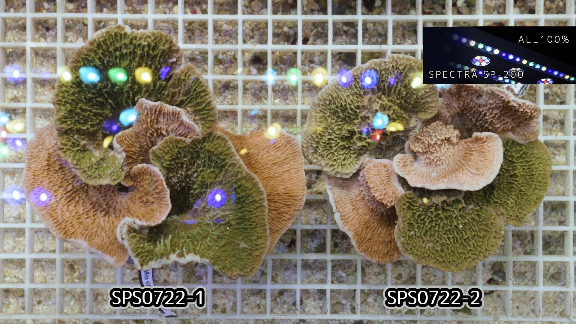 インドネシア/ウスコモンサンゴ 2色アソート ブリード(Lサイズ