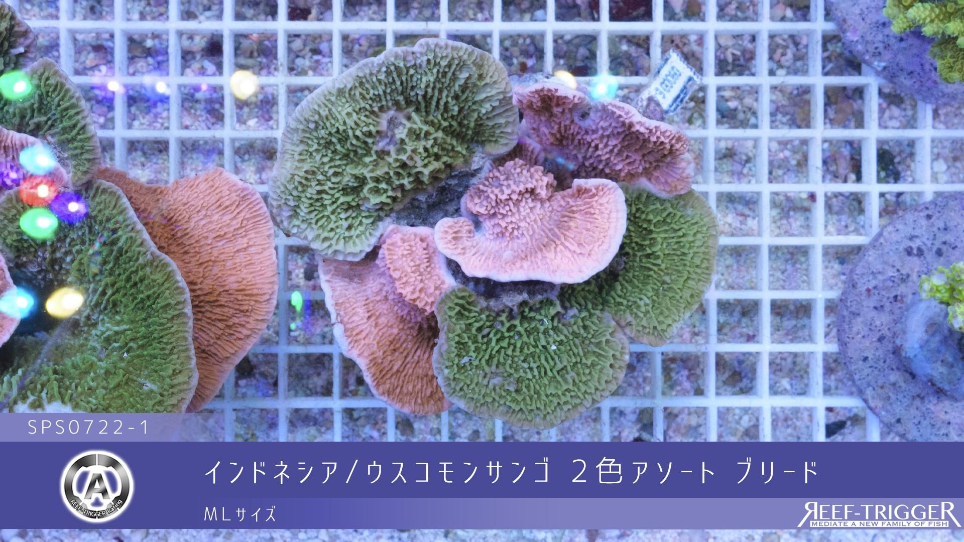 ウスコモンサンゴ　レッド　2つセット 08/08写真追加]インドネシア/ウスコモンサンゴ 2色アソート