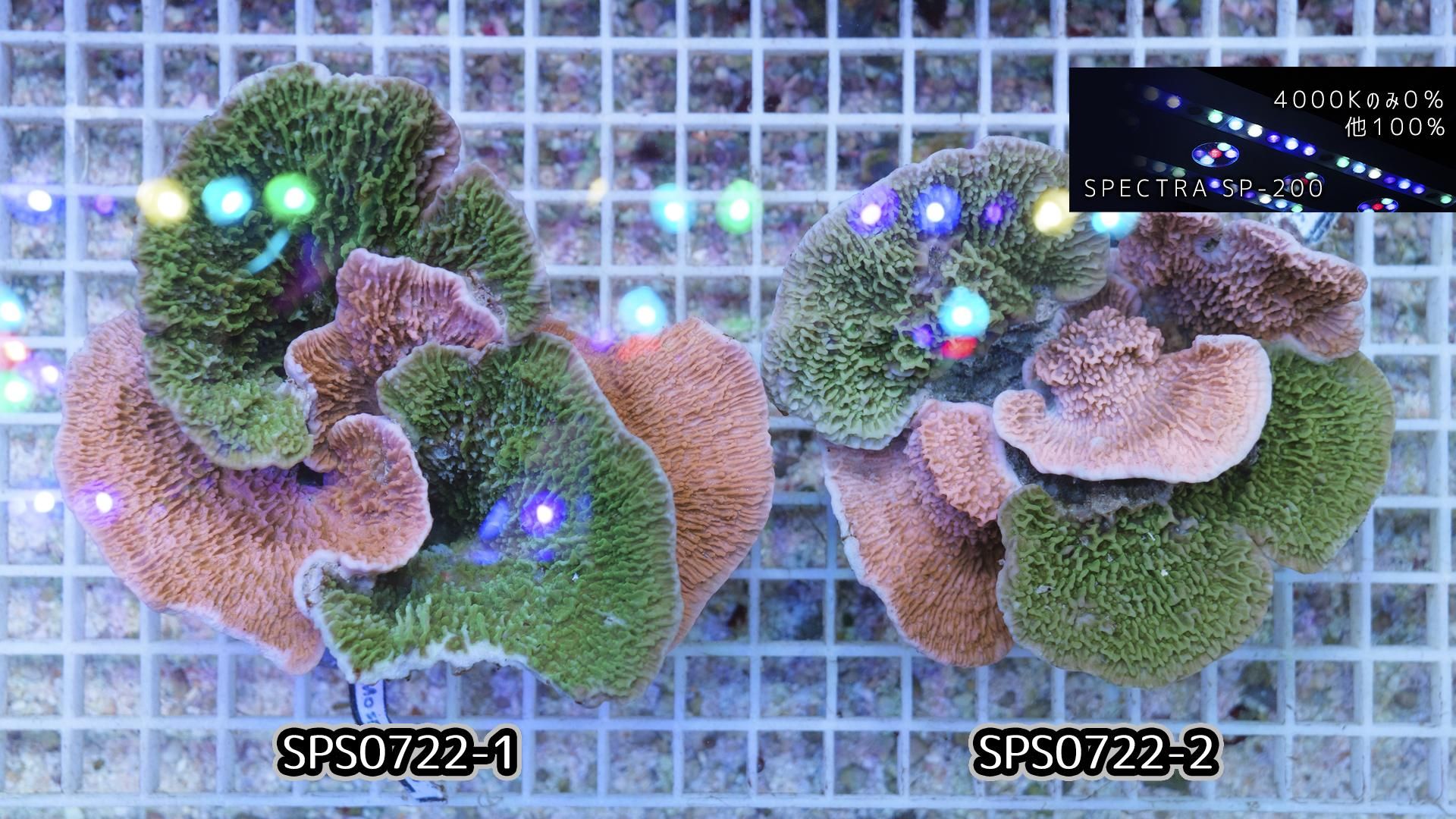 サンゴ】ブリード ウスコモンサンゴサンゴ（RED）（個体販売）（±9cm