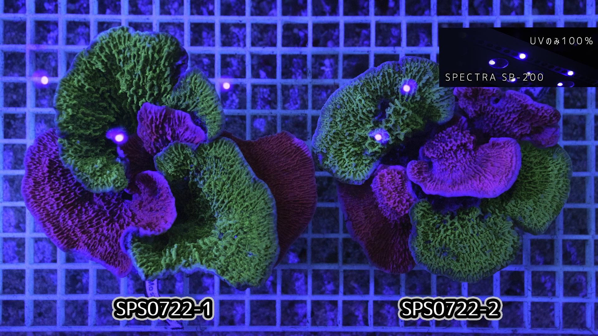 ウスコモンサンゴ　レッド　2つセット ウスコモンサンゴ RedとGreen サンゴ,SPS | CENTRAL CORAL