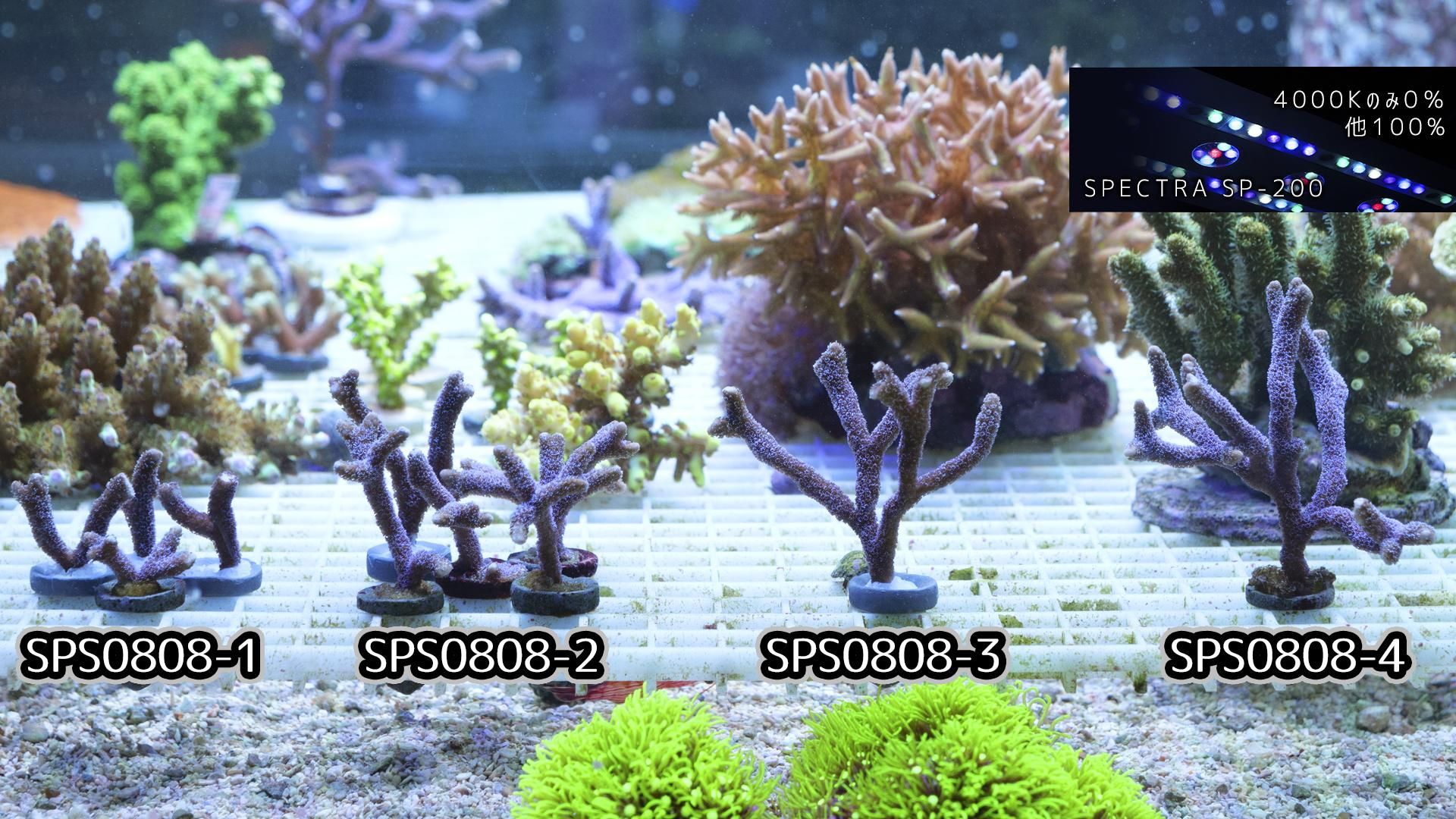 CE/Digitata Blue RTブリード フラグ18mm/MSサイズ - REEF-TRIGGER